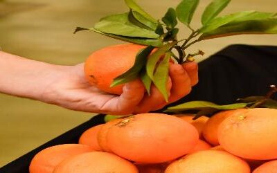 Semana da Laranja no Mercado Municipal de Portimão