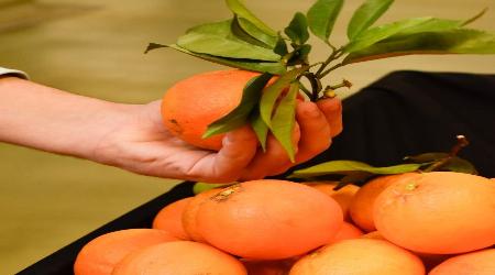 Semana da Laranja regressa ao Mercado Municipal de Portimão 10 de Fevereiro de 2026